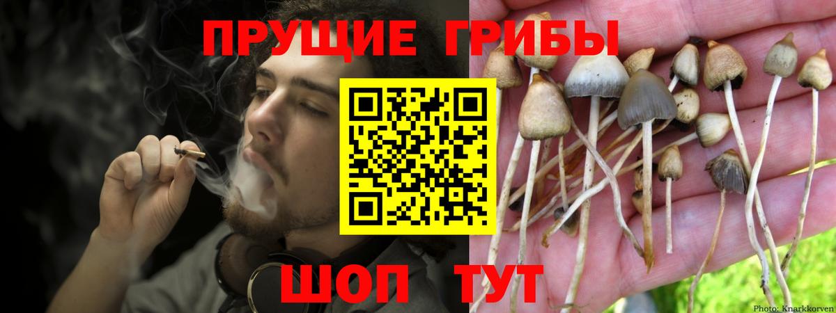 Богородск  магазин продажи наркотиков  Вход с VPN  Псилоцибиновые грибы Cubensis 